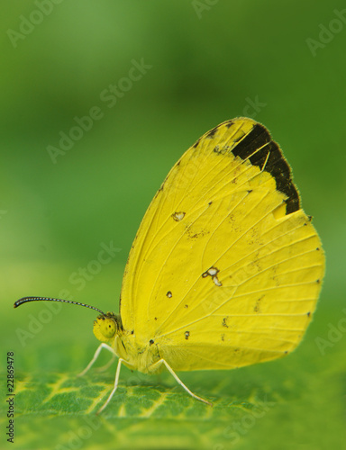 Tapeta ścienna Motyl mauritius
