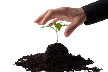 business hand grasping a young plant