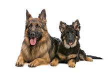 German Shepherd Dog And Puppy Looking At Camera