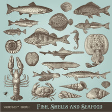 Vector Set: Vintage Fish, Shell And Seafood Illustrations