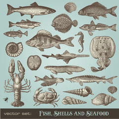 vector set: vintage fish, shell and seafood illustrations