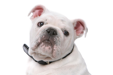 head of a French Bulldog puppy isolated on white