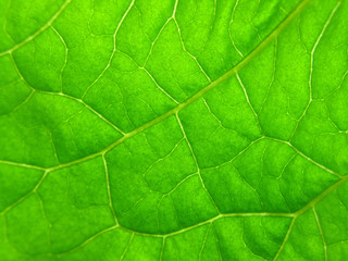 Wall Mural - green leaf texture