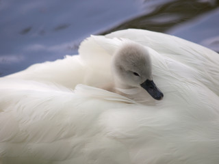 Wall Mural - Cygnet