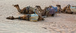 Camels in the Sahara desert