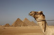 Camello en Pirámides