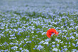 single poppy in flax field