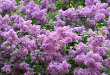 Blossoming Lilac