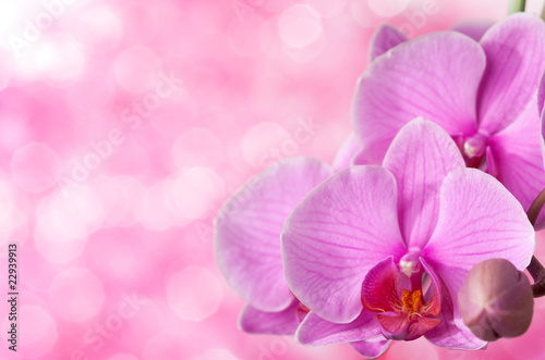 Board z aluminiowym obramowaniem Różowa orchidea