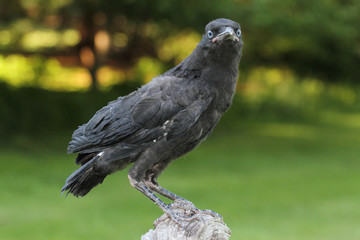 Fototapete - Baby American Crow (Corvus brachyrhynchos)
