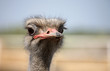 ostrich portrait in the farm