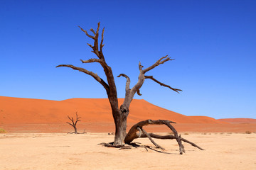 Wall Mural - Dead Vlei, Sossuvlei, Namibie