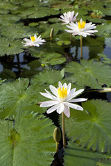 Wall Mural - White waterlilies in a pond