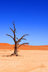 Wall Mural - Dead Vlei, Sossuvlei, Namibie