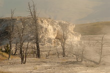 Dried Trees Above The Main Terrace, Mammoth Hot Springs
