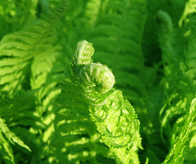 Wall Mural - Detail of a fern