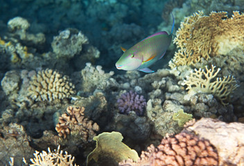  Candelamoa parrotfish