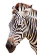 Cute burchell zebra from a safari zoo
