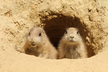 Two Baby Prairie Dog Looking Out Of Their Burrow