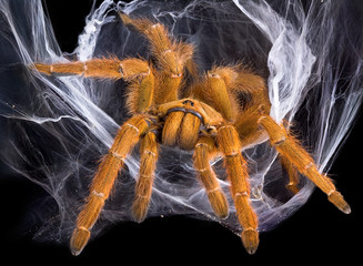 Tarantula in web