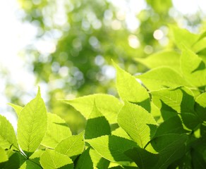 Wall Mural - Green leaves