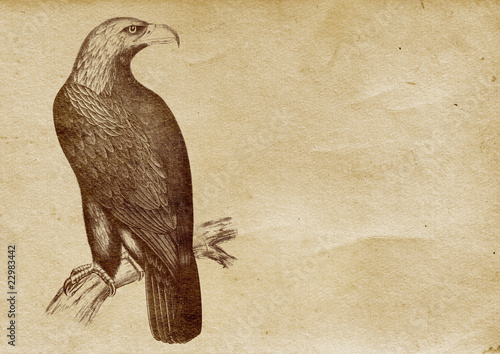 Obraz na płótnie canvas trzyczęściowy "tryptyk" Ilustracja orła (od końca 1800 r.)