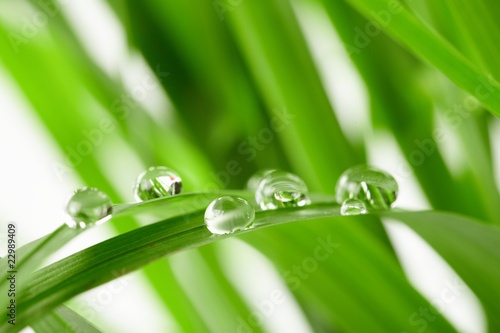 Dekoracja na wymiar  krople-wody-na-zielonej-trawie