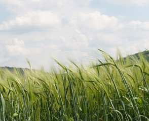 Wall Mural - Green rye