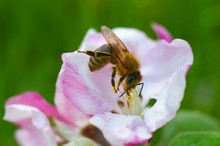 Bee In An Apple Tree Blossom