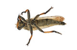 Fototapeta Motyle - insect gad horse fly