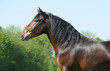 © regataFly - Portrait of a horse