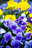 ranunculus and pansies