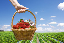 Strawberry Field And Hand With Basket Closeup