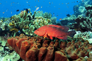 Wall Mural - Red coral grouper