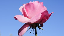 A Pink Rose Moved By The Wind