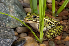Leopard Frog In Pond