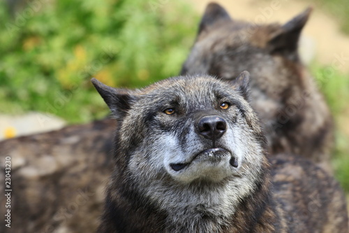 Plakat na papierze fotorealistycznym Timberwolf