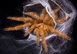 Orange Tarantula in Web