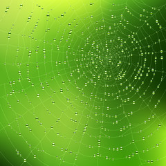 Wall Mural - spider web with dew drops. vector.
