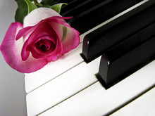 Pink Rose On Piano Keyboard - Closeup
