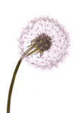 Fototapeta  - old dandelion isolated on white