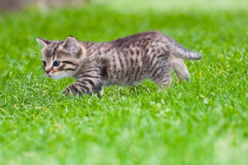 little kitten playing on the grass