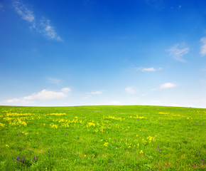 Wall Mural - Green field with flowers under blue cloudy sky