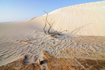 Wall Mural - Sand and dry plant