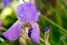 Close-up Of A Beautiful Lavender Bearded Iris