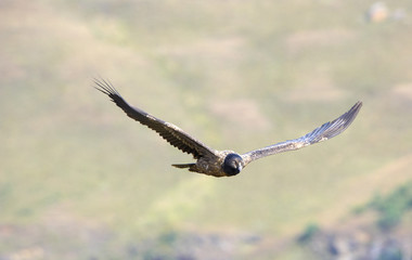 Wall Mural - Lammergeyer or Bearded Vulture