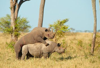 Wall Mural - Two Large white rhinoceros mating