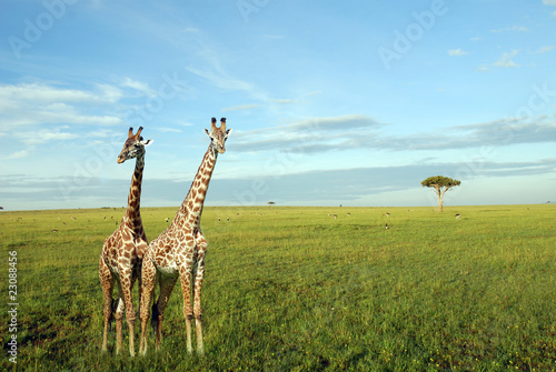 Tapeta ścienna Żyrafa w parku masai mara