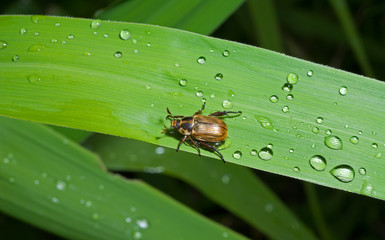 Wall Mural - Beetle chafer on grass-blade 8