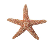 Starfish On White